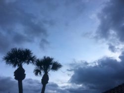 Palm trees and storm clouds