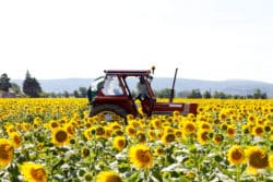 Citgo tractor oil