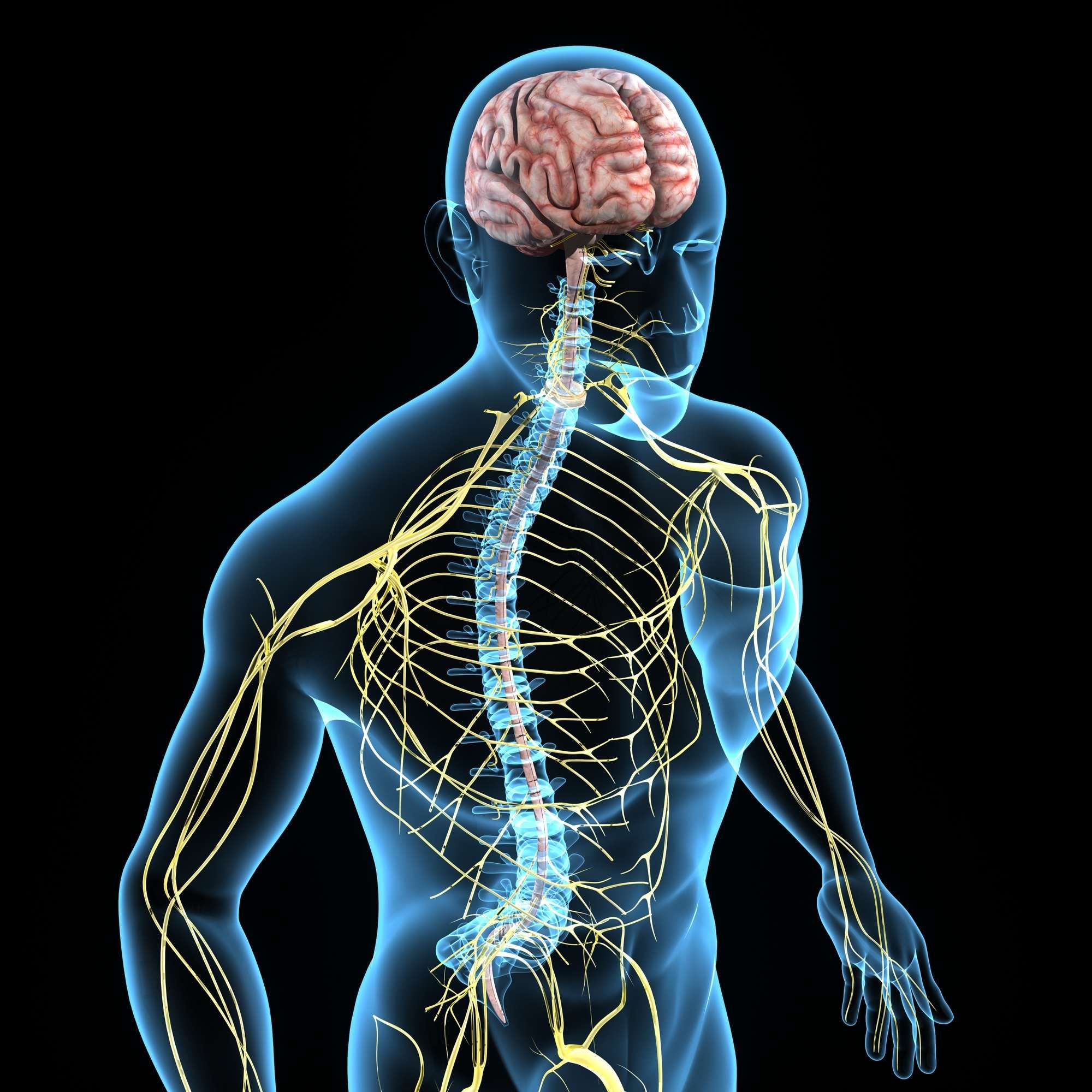 brain connection with nervous system
