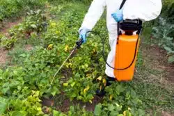 Glyphosate may be a carcinogen.