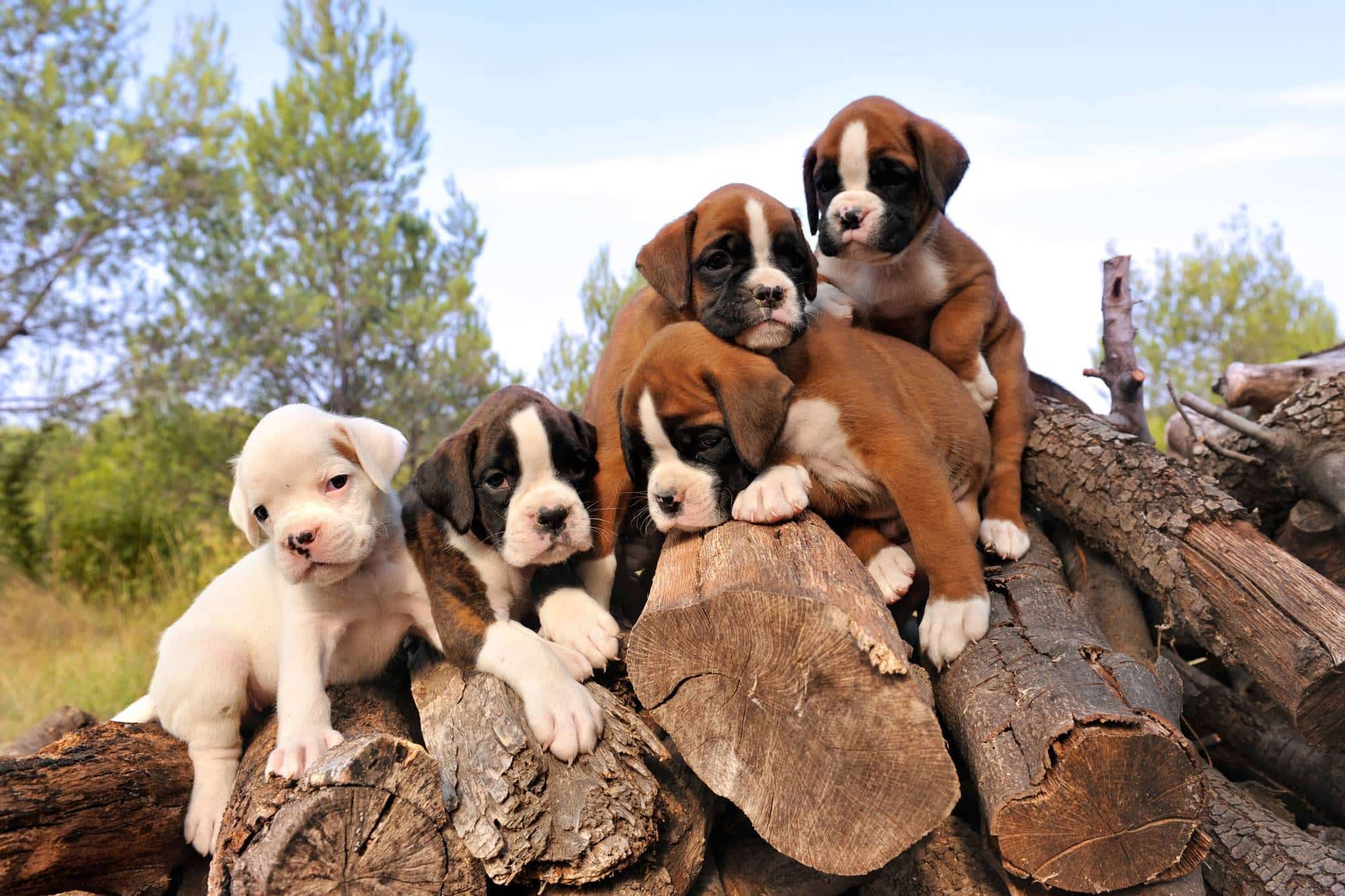 PetConnect allegedly continues to sell puppies despite a California order closing nonessential stores.