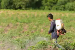 Farmer sprays herbicide on his land