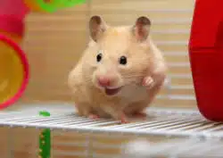 Hamster in cage