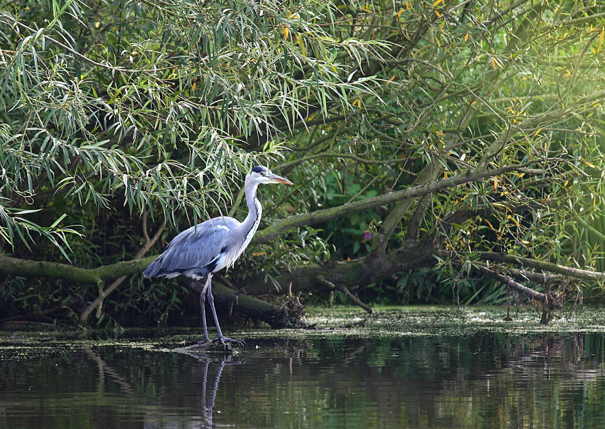 A heron stands in a stream.