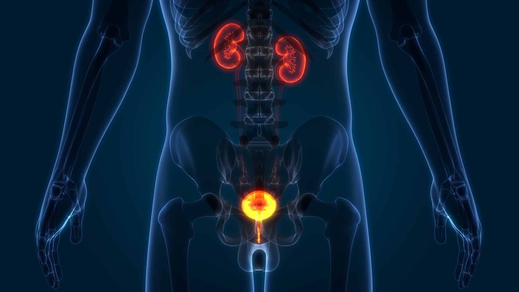 Invisible man with highlighted bladder and kidneys
