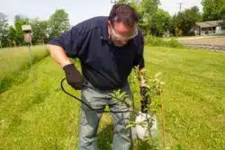 Man using roundup on weeds
