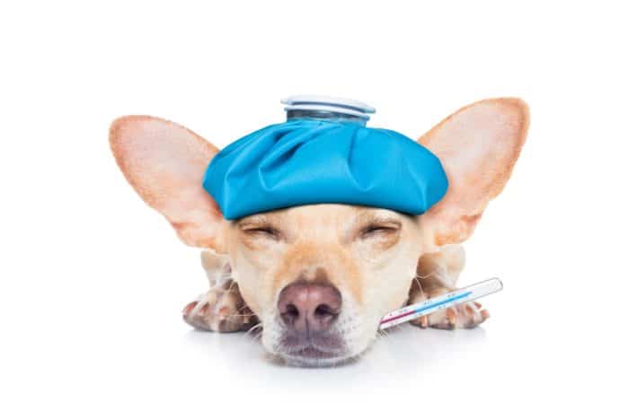 sick puppy with thermometer in mouth