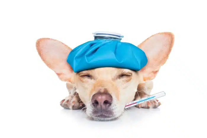 sick puppy with thermometer in mouth