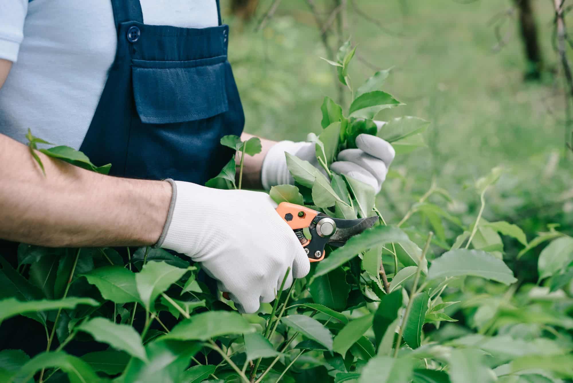 gardener working with plants outside