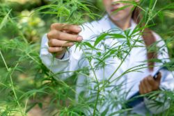 Are there approved uses for CBD oil?