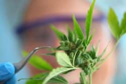 Legalized marijuana