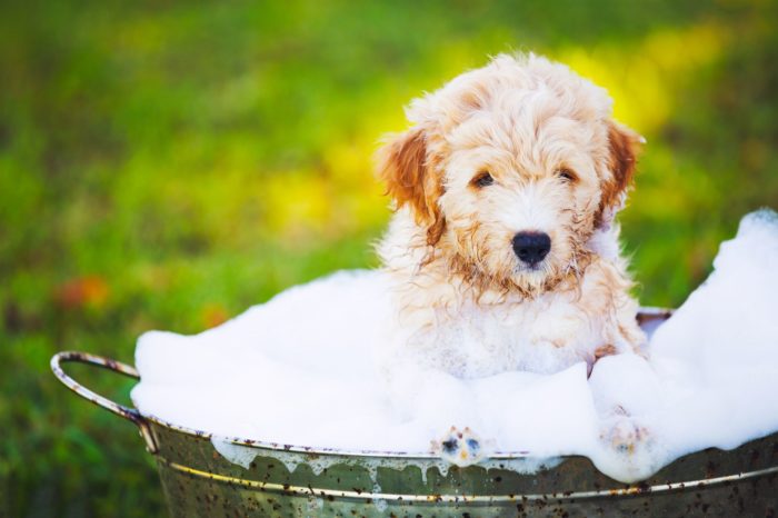 puppy getting washed with Earthbath natural pet care shampoo