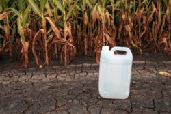 Empty herbicide bottle in a corn field