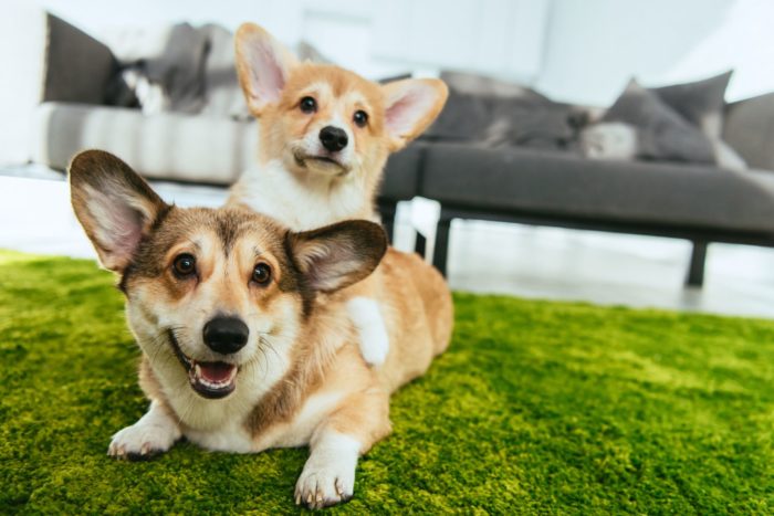 Corgi dogs getting PetSmart hemp oil