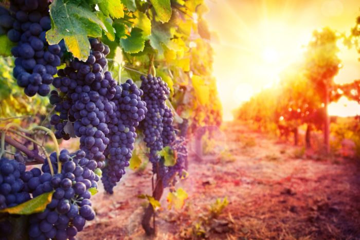 Bunches of grapes at a Napa winery