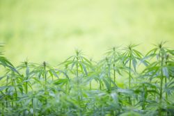 Field of young cannabis plants