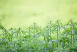 Field of young cannabis plants