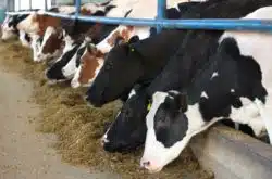 Kraft cows