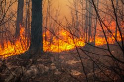 Wildfire risk is elevated in dry conditions.