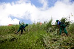 clearing brush away for fire prevention