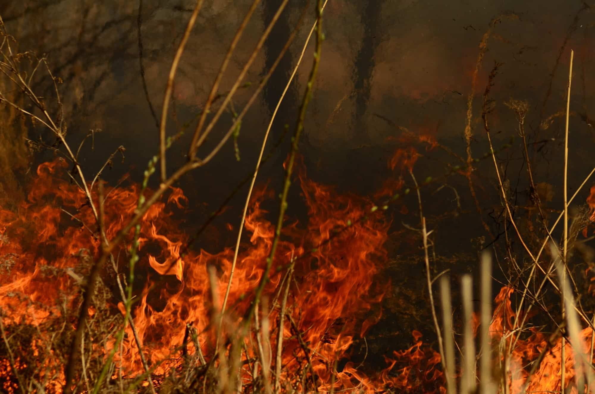 wildfire-consuming-a-forest