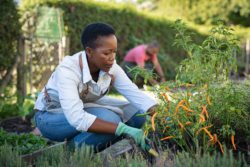 Woman avoids glyphosate while gardening