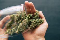 Bloom Dispensaries may have violated the TCPA.
