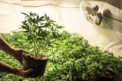 Trulieve dispensary may have violated the TCPA.