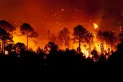 Wildfires trigger California state of emergency.