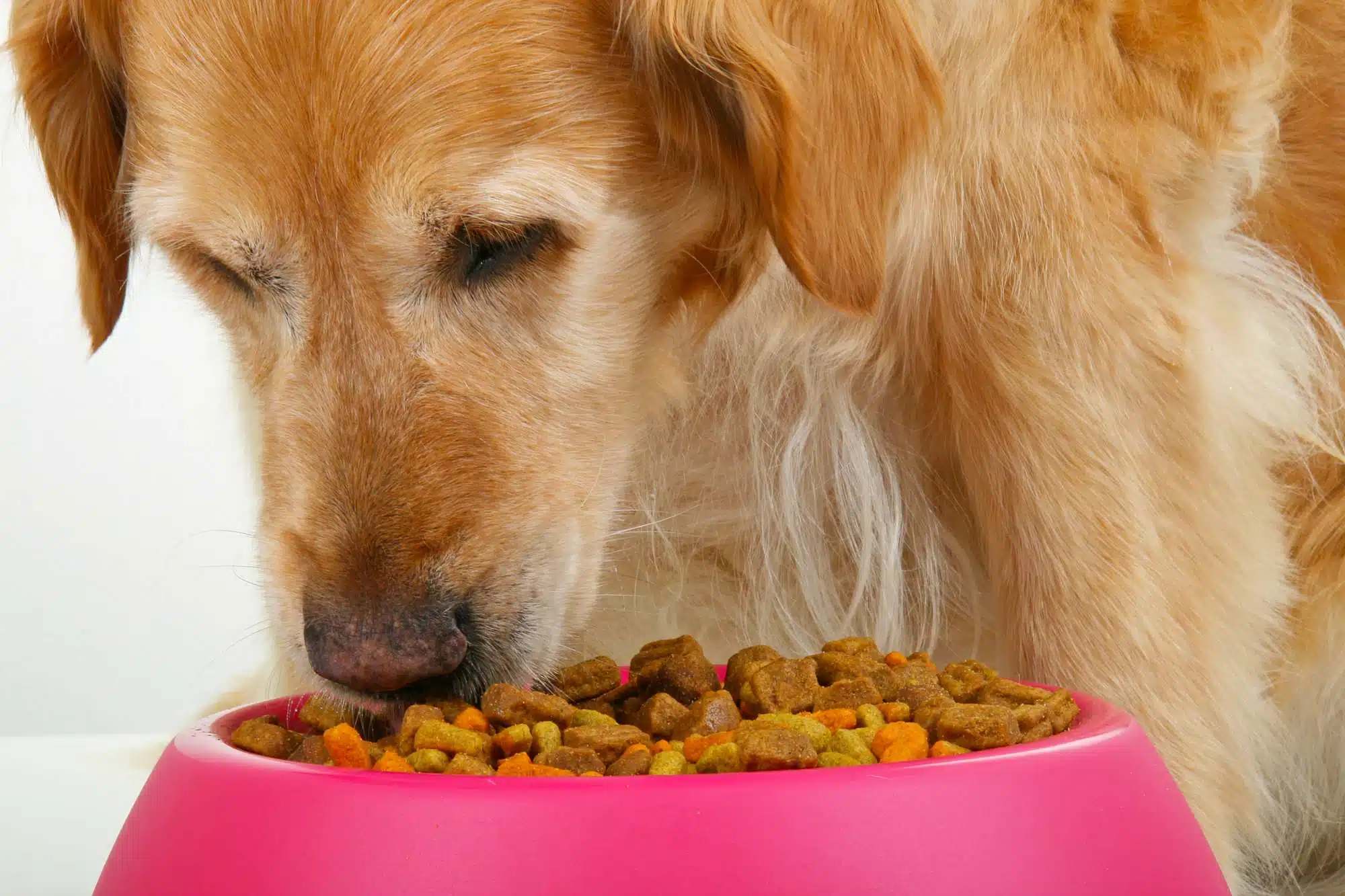 Is Nature's Recipe Dog Food Grain Free?