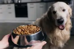 Is Nature's Recipe Dog Food Grain Free? 
