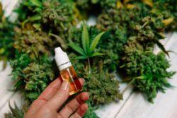 Euphoria Wellness may have violated the TCPA.