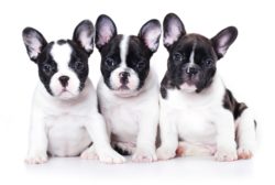 Nature's Recipe dog food may be mislabeled.