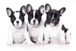 Nature's Recipe dog food may be mislabeled.