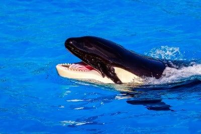 Whale in aquarium water - seaworld closure