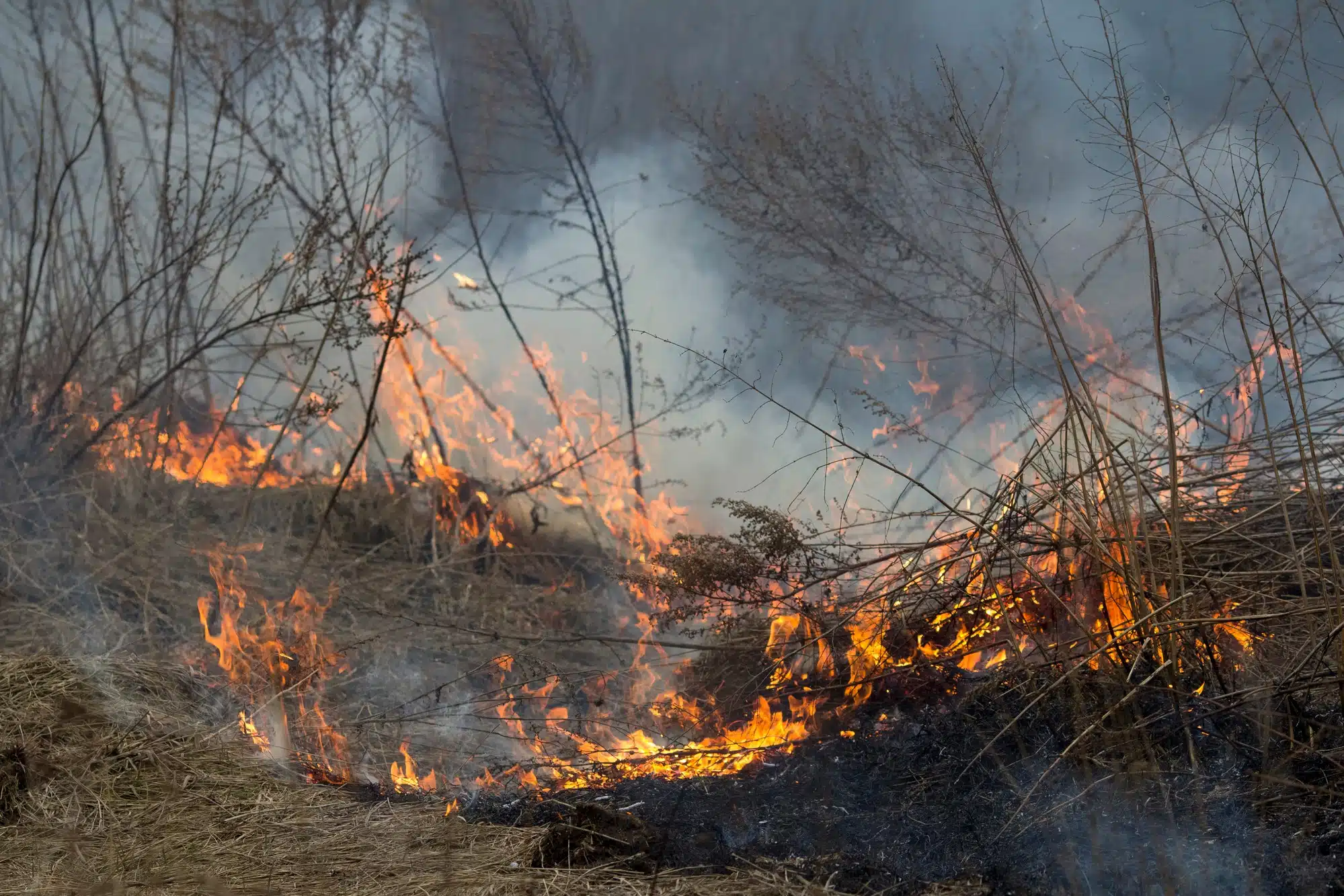 Gender reveal party caused Calif. wildfire.