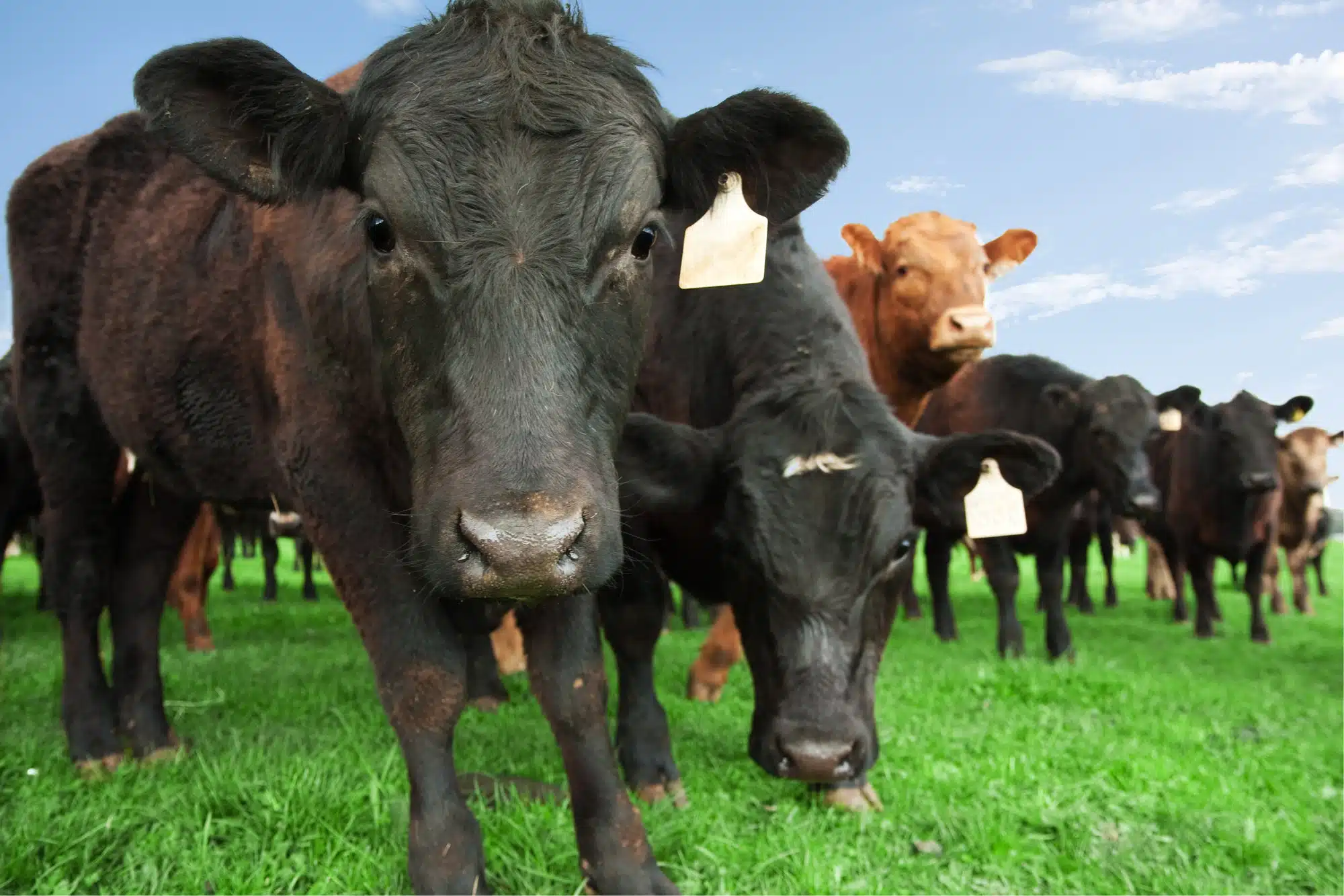 Kroger beef may be mislabeled as domestic.