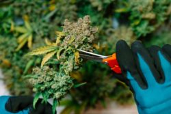 Recreational marijuana dispensary