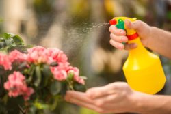 Roundup ingredients may be dangerous to humans.