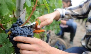 Why is glyphosate herbicide banned in France?