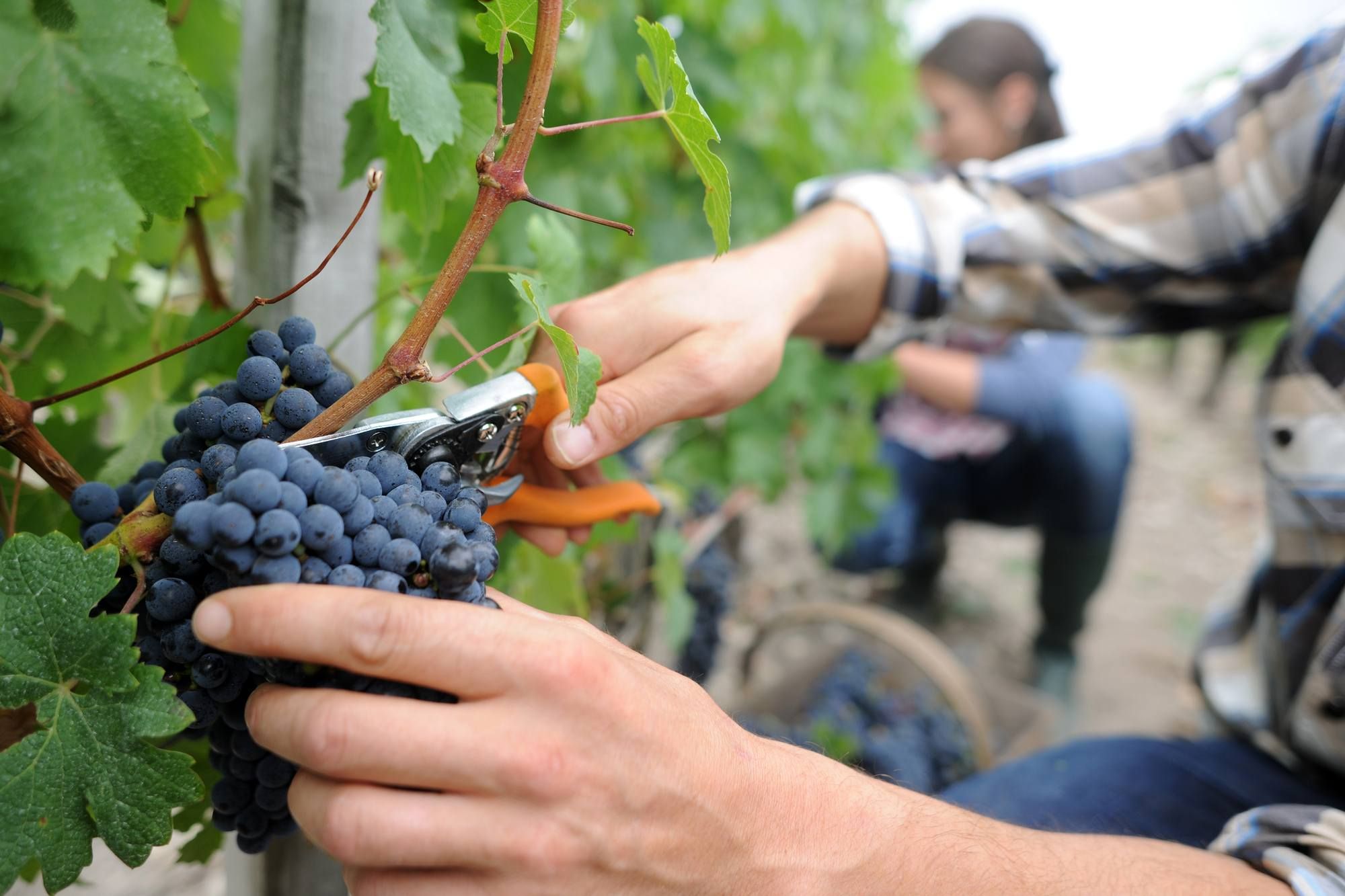 Why is glyphosate herbicide banned in France?