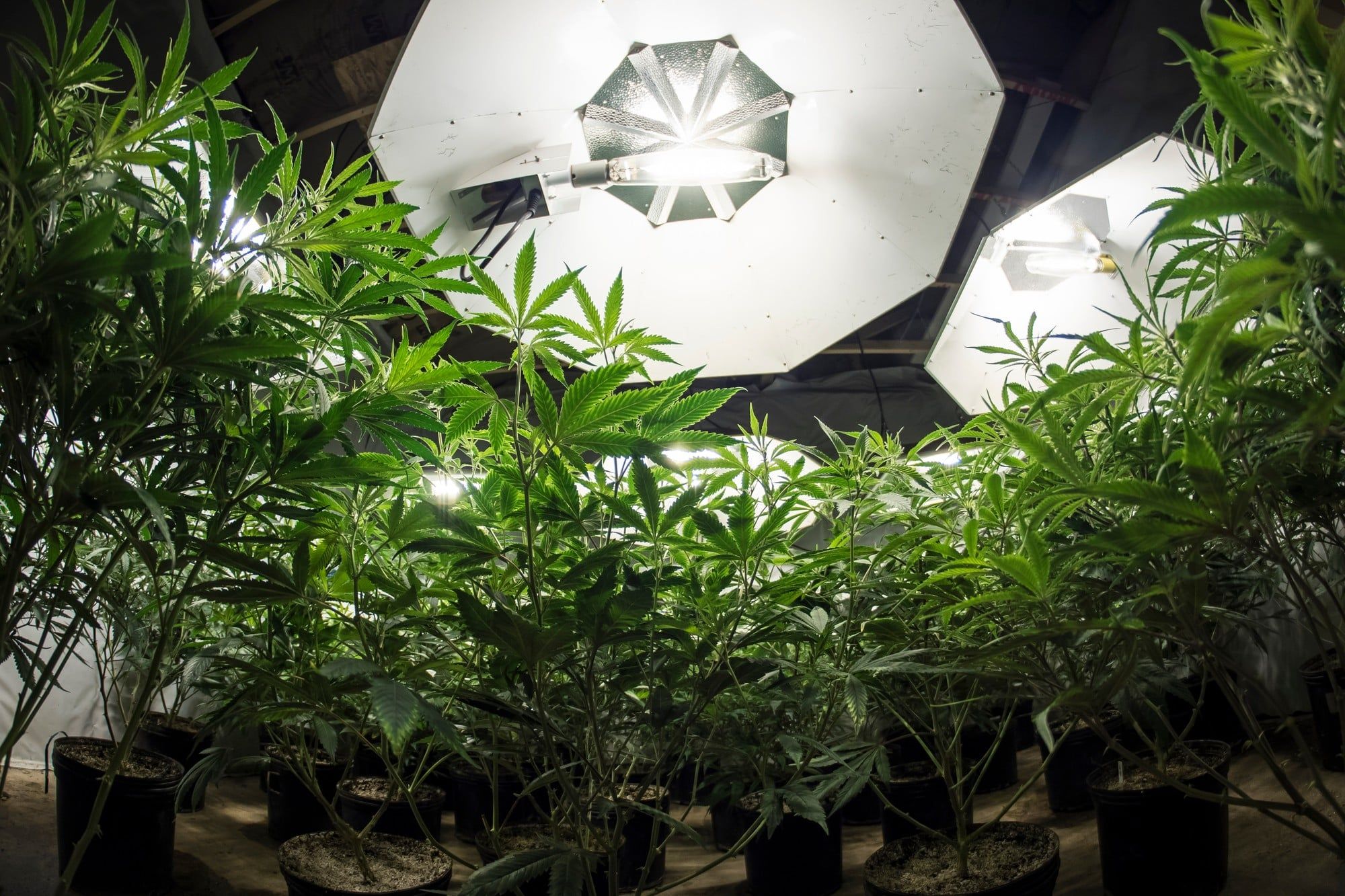 Cannabis is at the heart of lawsuits over unwanted test messages