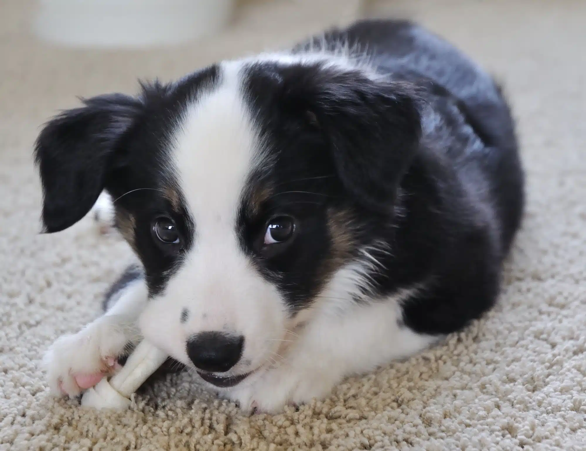Class action lawsuit alleges that no-hide dog chews do contain rawhide.