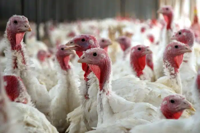 A class action lawsuit over turkey prices has been amended.