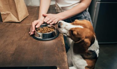 A beagle stands on hind legs to try to get a bowl of kibble on a cabinet - Diamond pet foods