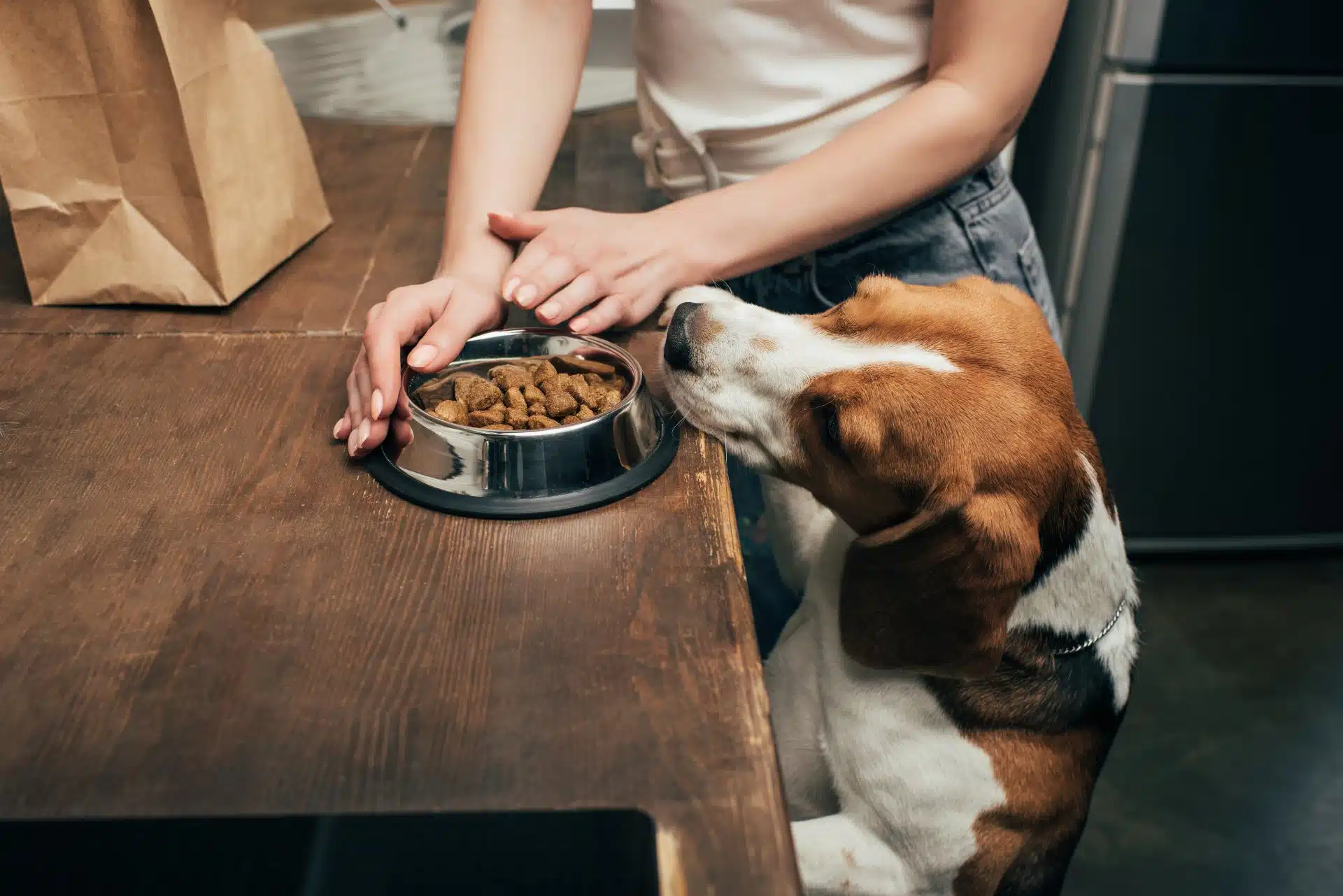 A beagle stands on hind legs to try to get a bowl of kibble on a cabinet - Diamond pet foods