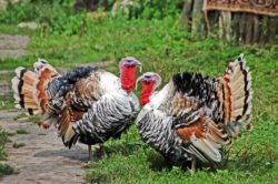 A turkey prices class action lawsuit will not be moved to a different court.