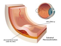 rendering of the retina