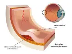 rendering of the retina