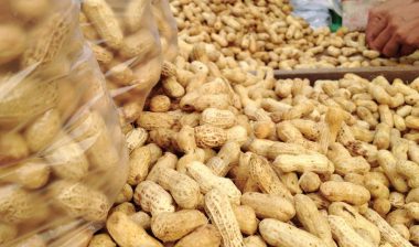 A person weighs whole peanuts - peanut farmers - birdsong